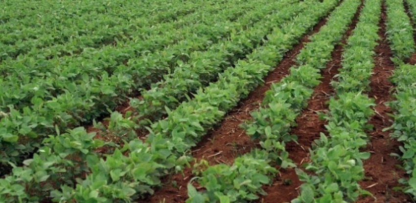 Soja 7 copia 0 621745002015283404361