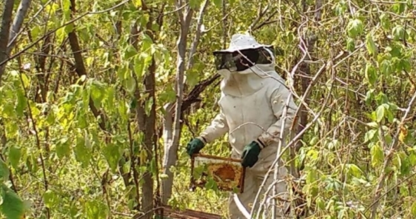 Dia de campo em apicultura 3 0 64283400 1515060777