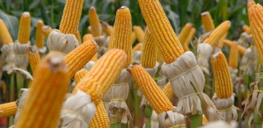 Pag 29 mercado e produto milho 2 0 18353900 1515008701