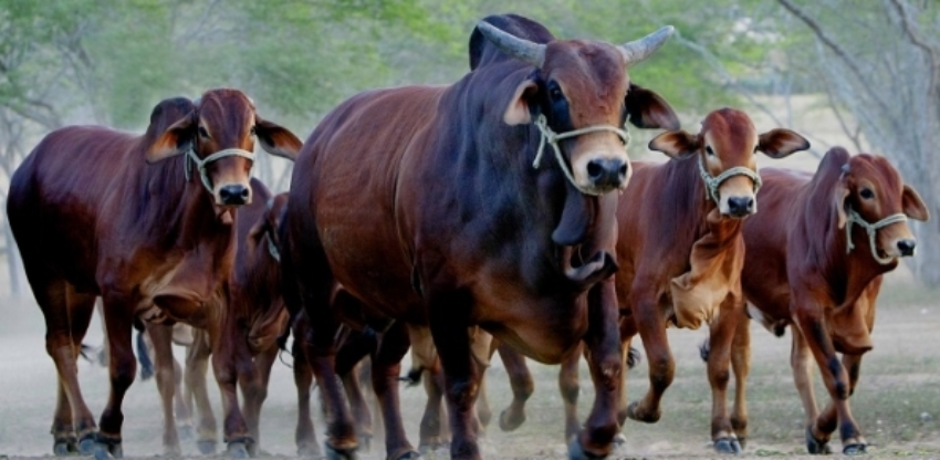 Ggando sindi fazenda riacho do navio campina grande pb 70 03 0 63772700 1515008760