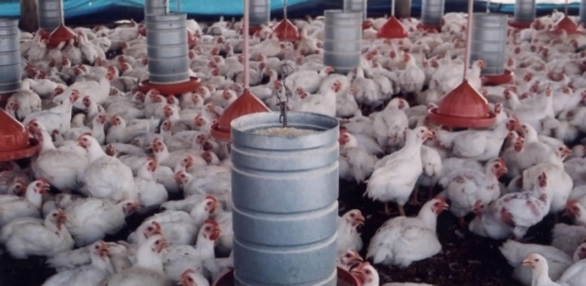 N ima aves 548105411 1 0 39781500 1515008762