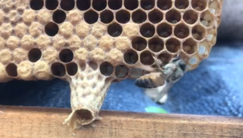 Apicultura super rainhas site 1 Arnaldo Correa