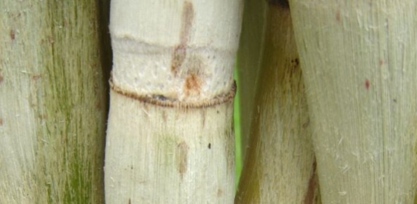 Cana 3 28 0 86977400 1515008842