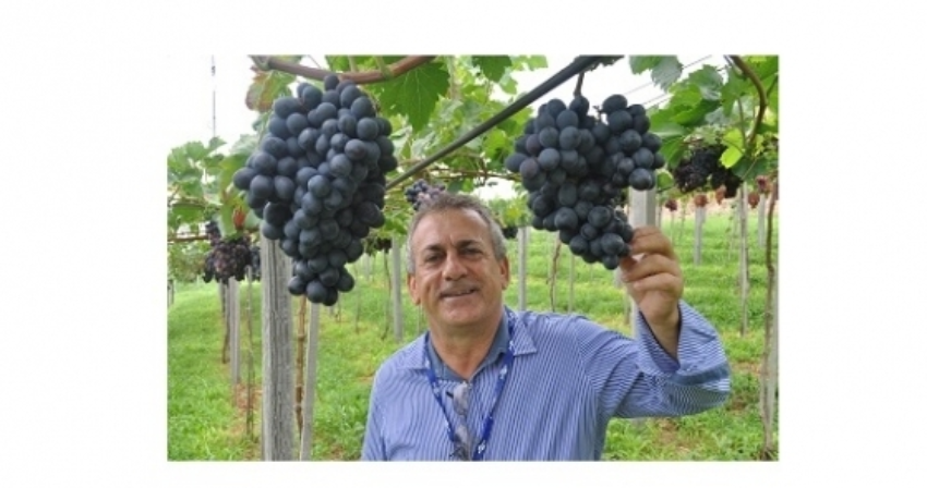 Pesquisador joao dimas garcia embrapa uva e vinho 2 site 0 92190900 1515060863