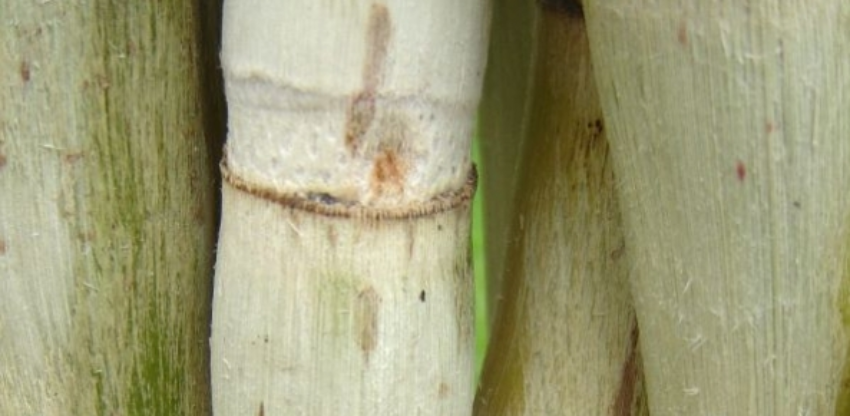 Cana 3 26 0 06636500 1515008867