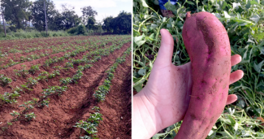 Batatasite 0 27458900 1515060865