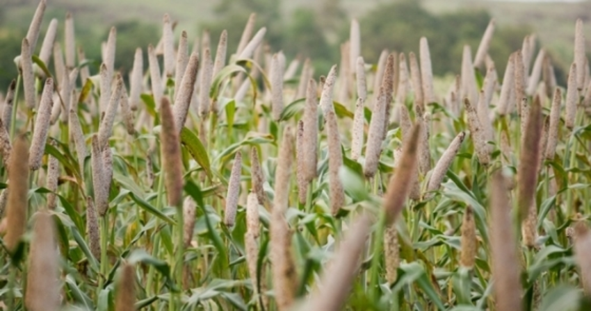 12425 plantacao milheto site 0 92329100 1515060939