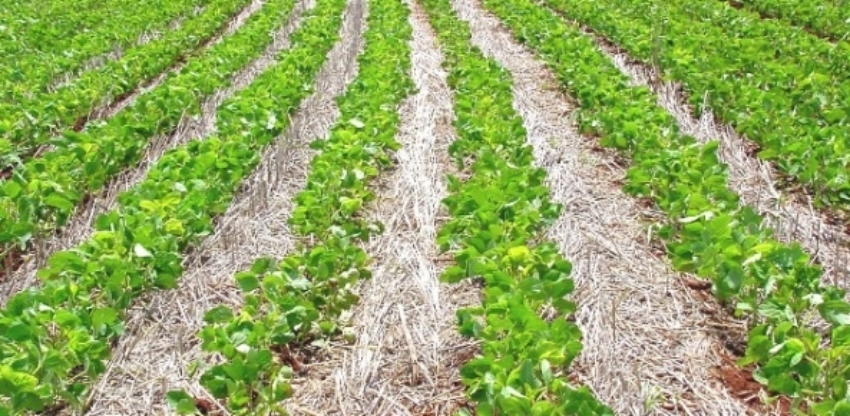 Soja03 11 0 91017700 1515009032