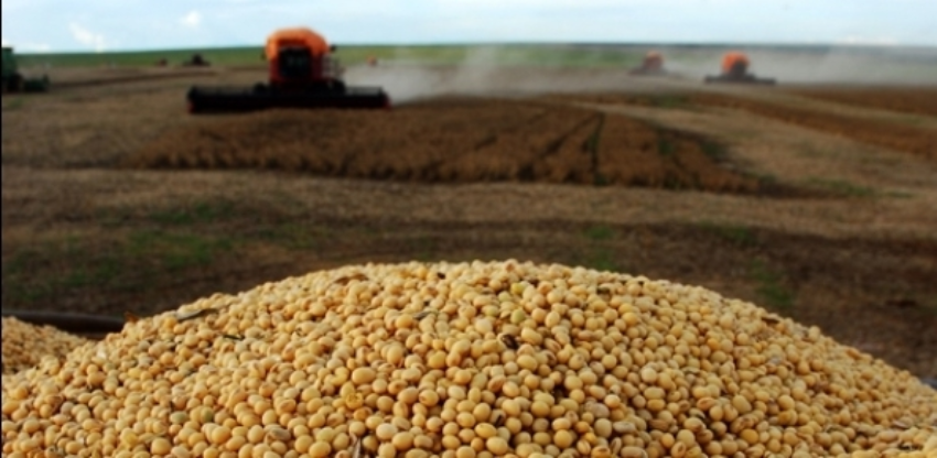 Soja web01 45 0 169797002015150089431