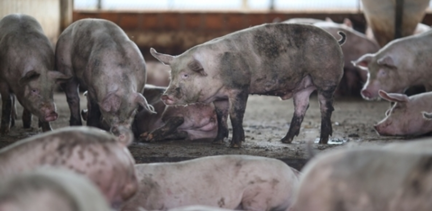 Suinos 109 0 030029002015150089471