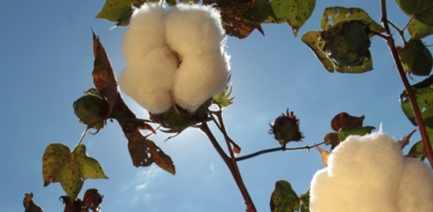 Algodao 85 0 065135002015150089511