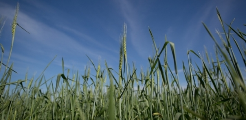 Trigo 124 0 910141002015150089591