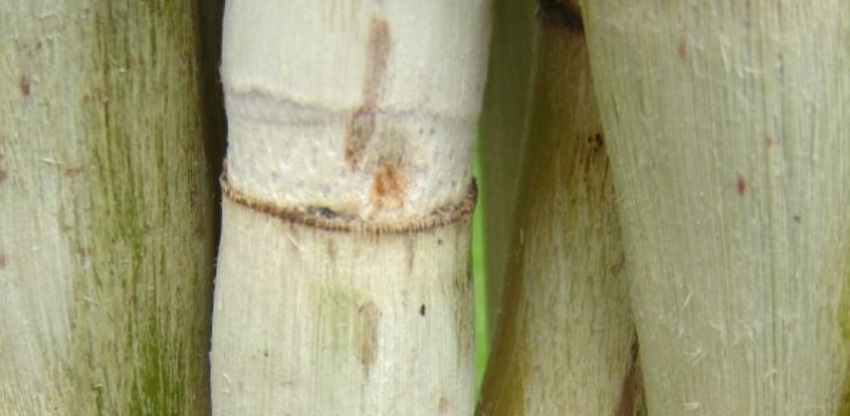 Cana 3 6 0 262384002015150089651