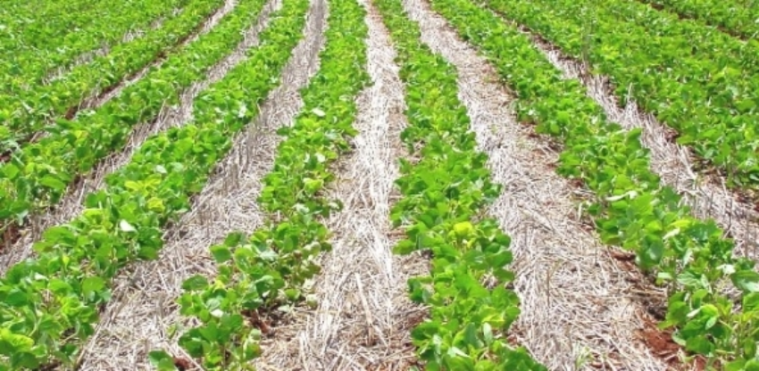 Soja03 16 0 239947002015150090141