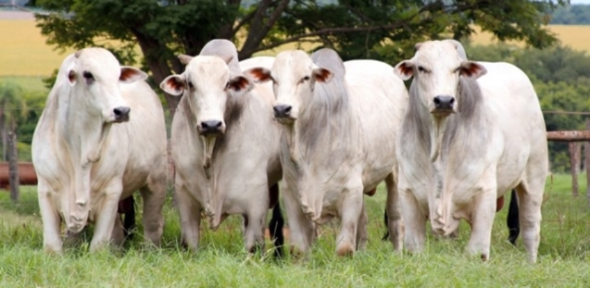 Gado de corte 56 0 04037300 1515009785