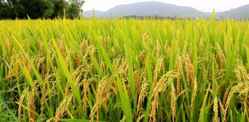 Arroz 70 0 01360400 1515009802