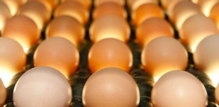 Ovos ferteis 1 0 37510700 1515009861