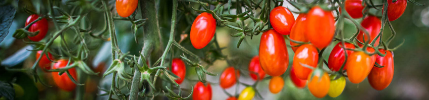 Programa rastreabilidade vegetal