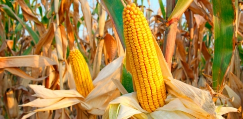 Milho seco2 750x420 16 0 64702400 1515009889