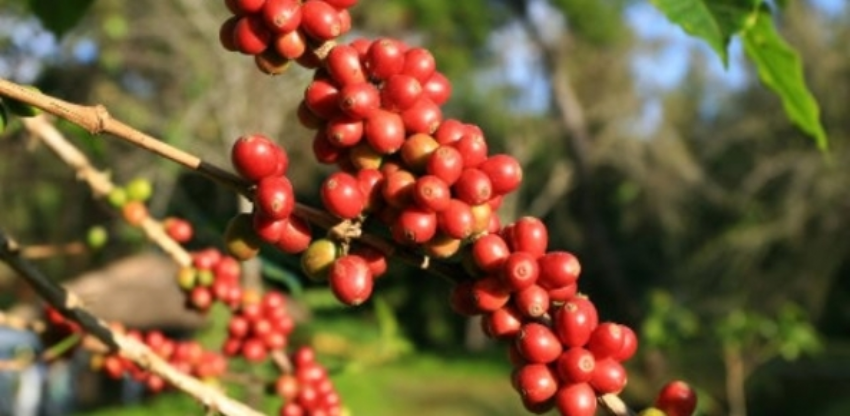 Cafe capa 58 0 02911900 1515009901