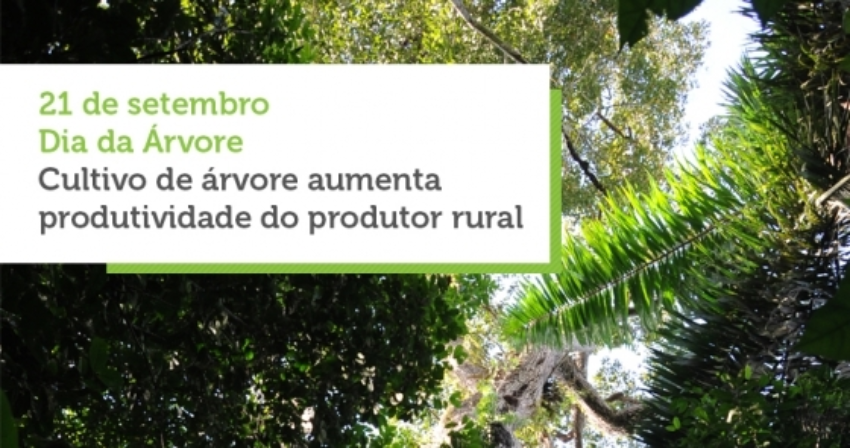 Post facebook diadaarvore 0 94507700 1515061078