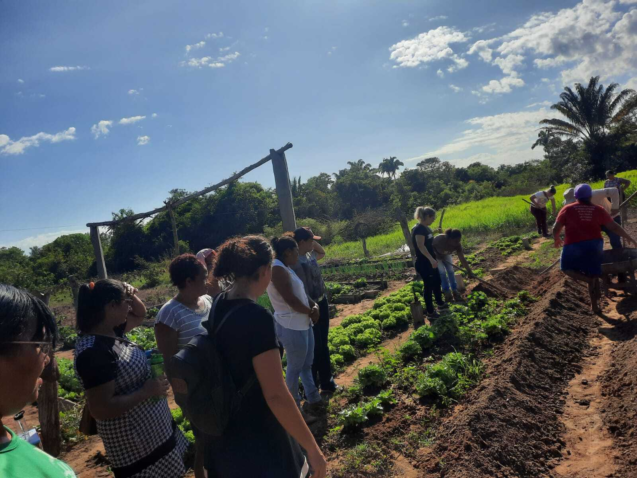 PA Macauba Olericultura