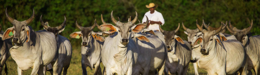 Pre émio Pecua üria Sauda üvel 1