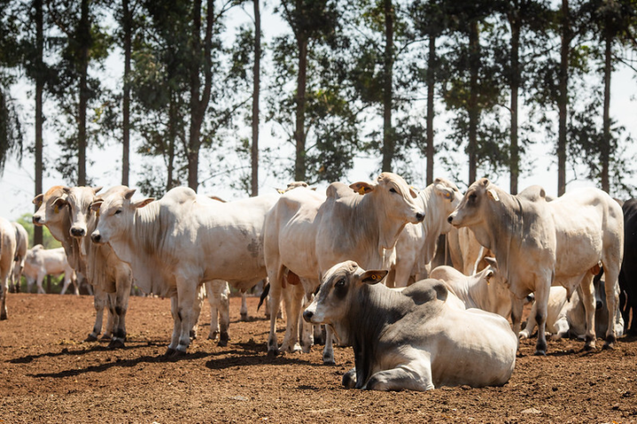 53205713373 29fa2c15e7 c