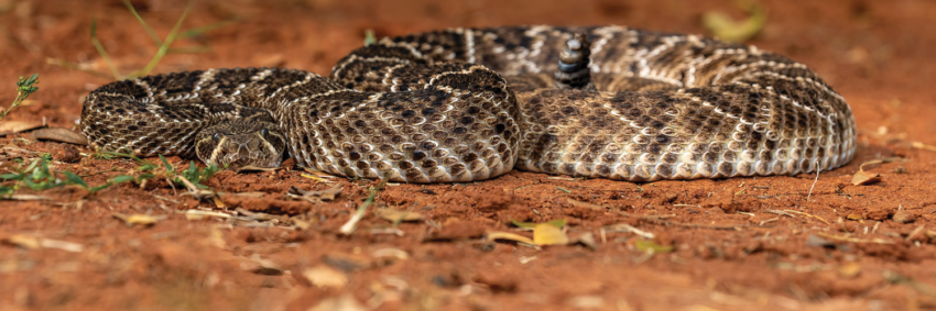 Materia cobras BI1628