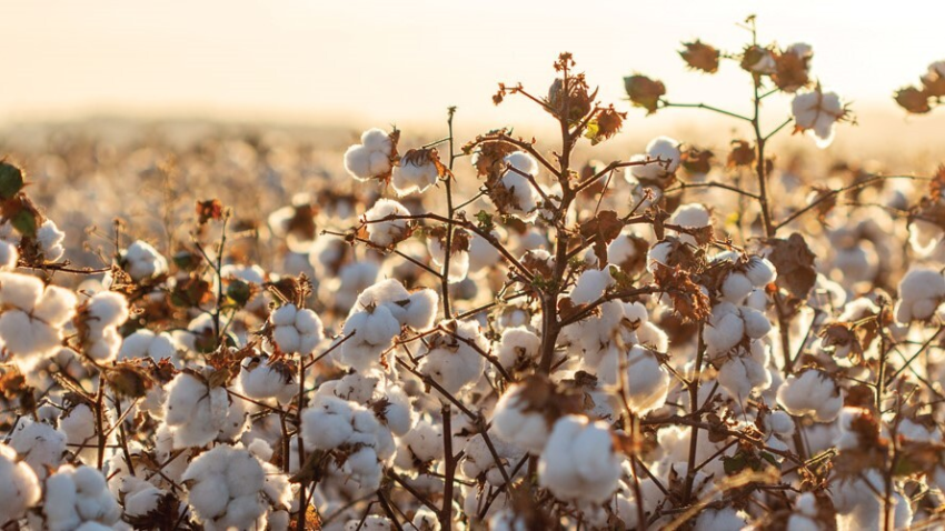 Materia Algodao BI1628 1