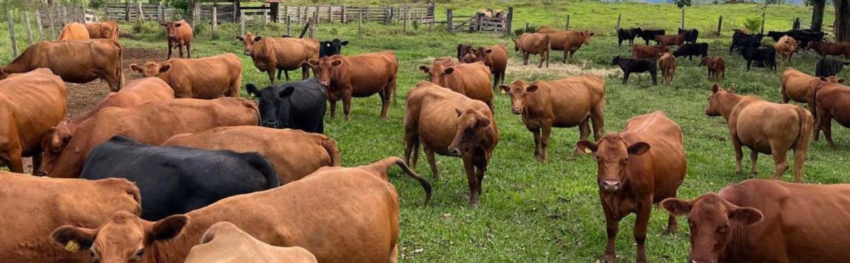 CNA IMAGEM PRINCIPAL