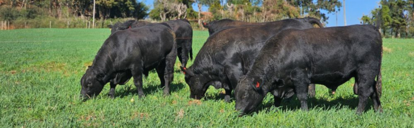 CNA IMAGEM PRINCIPAL 4