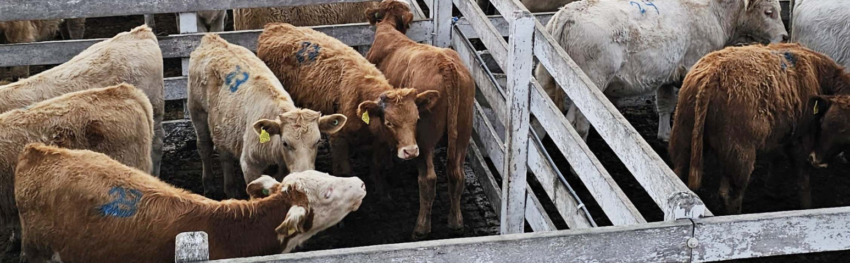 CNA IMAGEM PRINCIPAL 5