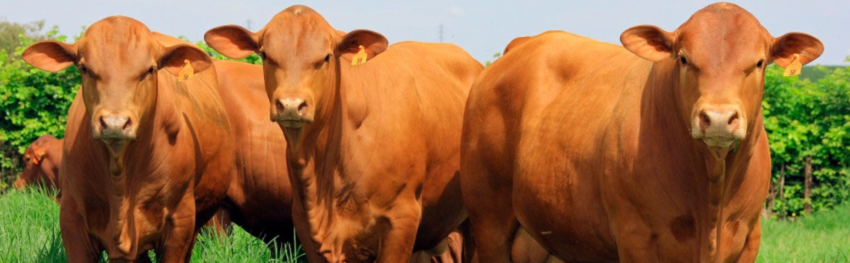 CNA IMAGEM PRINCIPAL 3