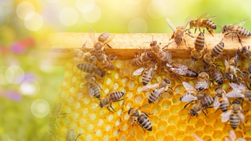 Case Ateg Ortigueira