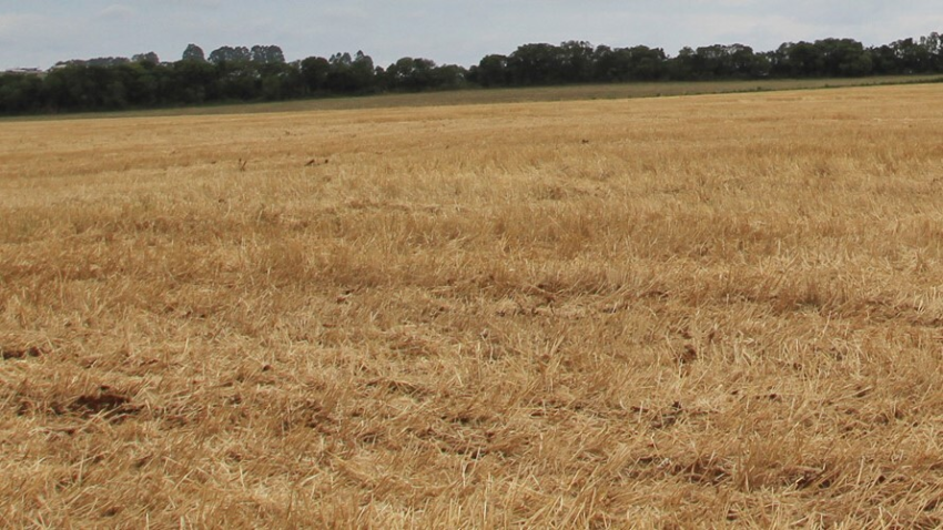 Dia De Campo De Solos