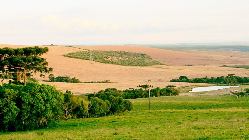 Propriedade rural Palmeira