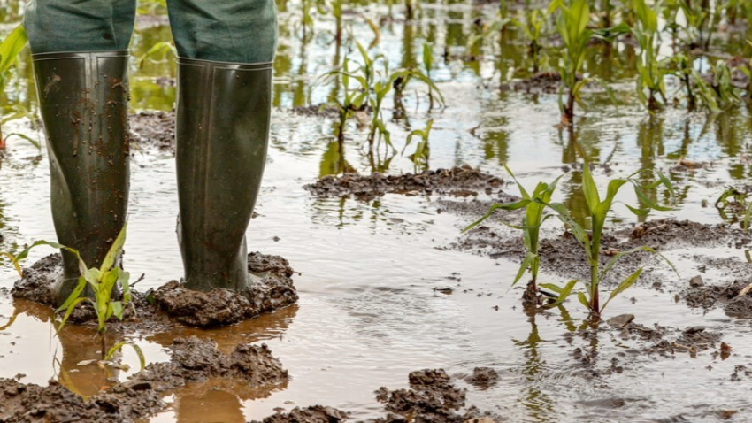 Campo inundado