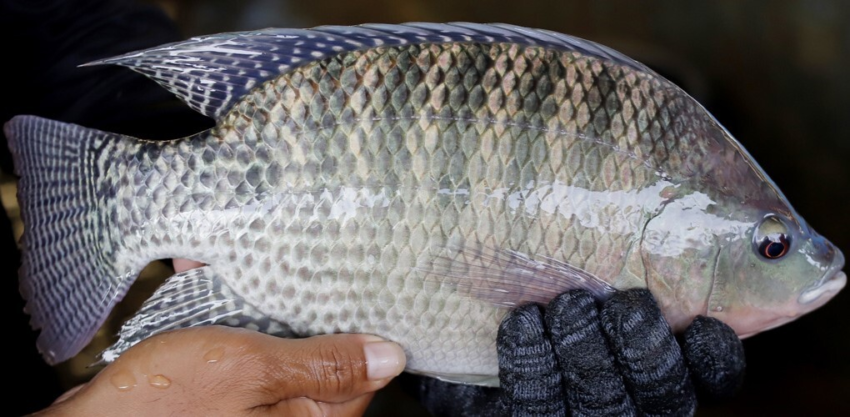 Tilapia