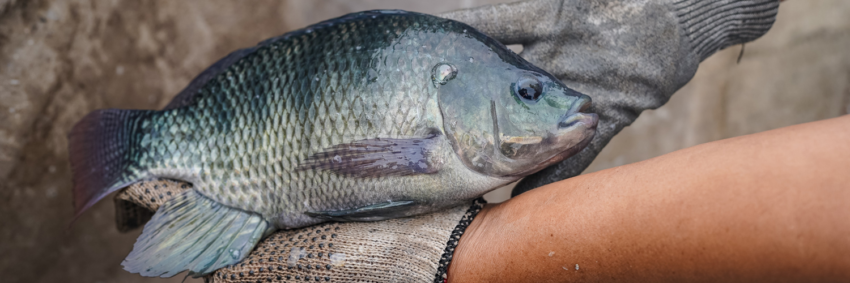 Tilapia
