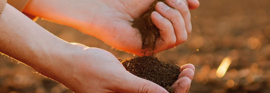 Boas práticas de manejo favorecem atividade microbiana do solo