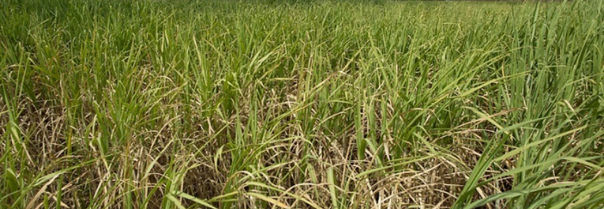 CNA levanta custos de produção de cana-de-açúcar em Goiás