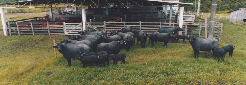 Paraná ensaia retomada da produção de búfalos