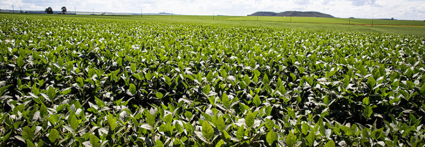 CNA e entidades do setor lançam material sobre plantas daninhas na cultura da soja