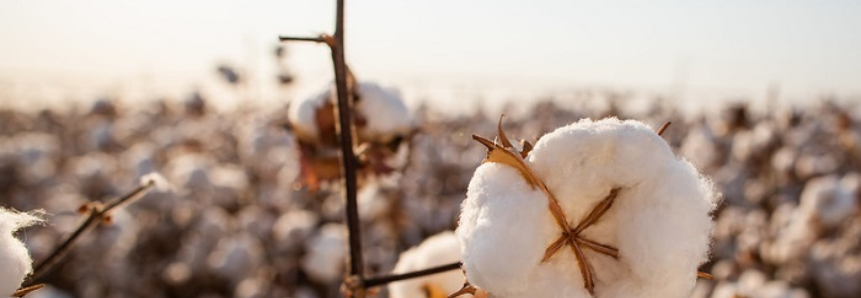 CNA participa de discussões sobre produção de algodão