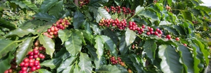 Próxima safra do café tem bom desenvolvimento garantido