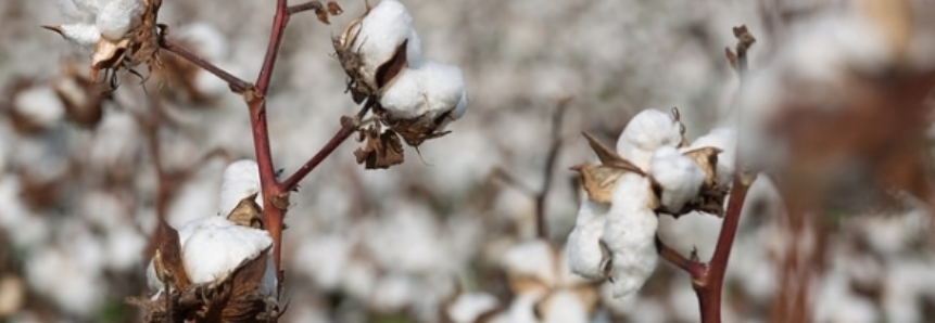Colheita do algodão é favorecida