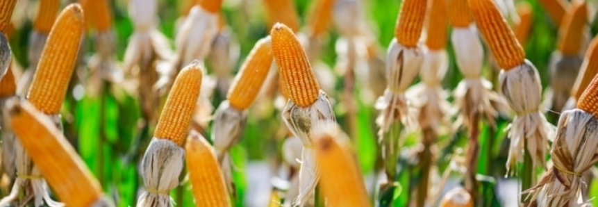 Na comparação mensal, exportação de milho tem alta de 88%