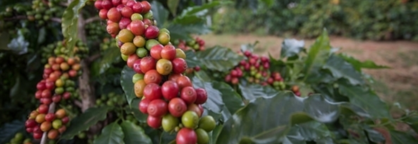 Exportação de café solúvel do Brasil soma quase 2 mi sacas de janeiro a julho