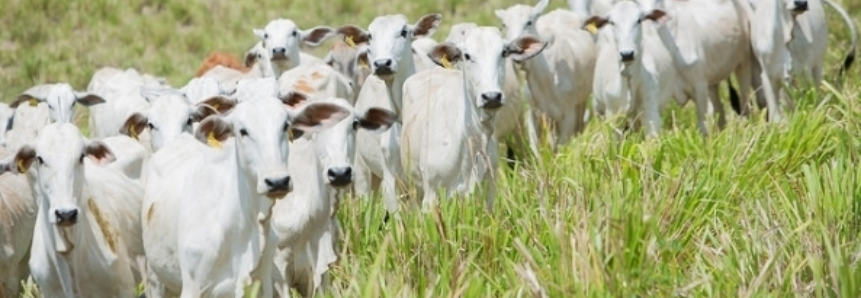 Volume de bovinos vivos exportados pelo Brasil em 2018 ultrapassa o total de 2017